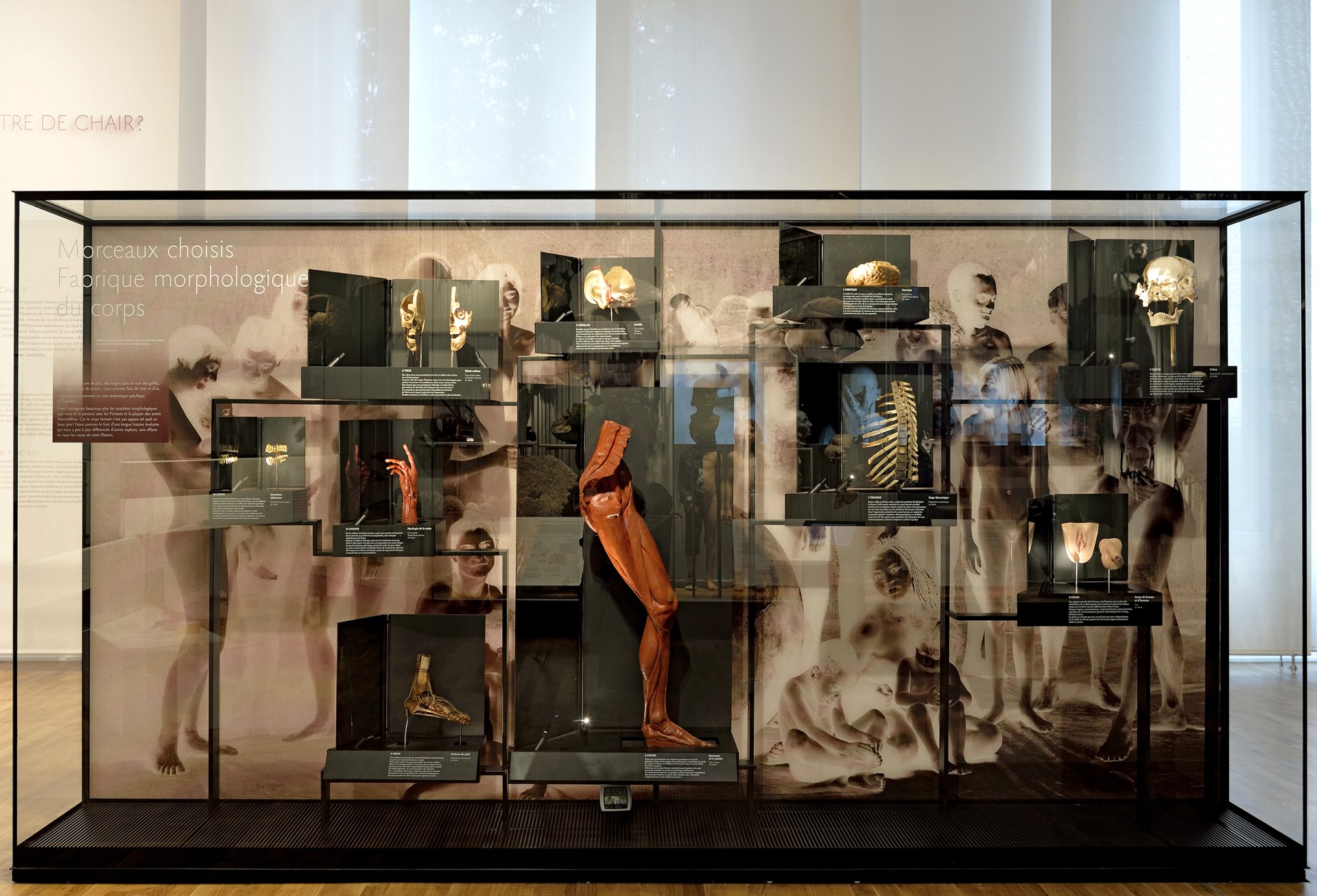 studio-weg-musee-de-lhomme_musee-de-l-homme-exposition-studio_weg-05.jpg